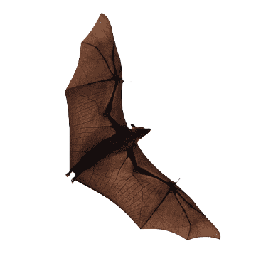 Left side decoration