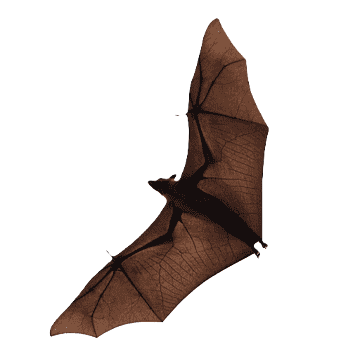 Right side decoration